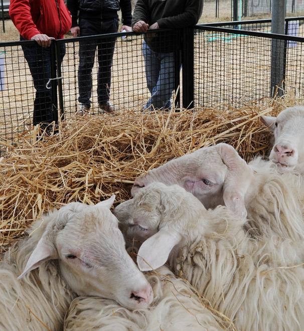 La rassegna di ovini sardi al centro di Berchidda in fiera