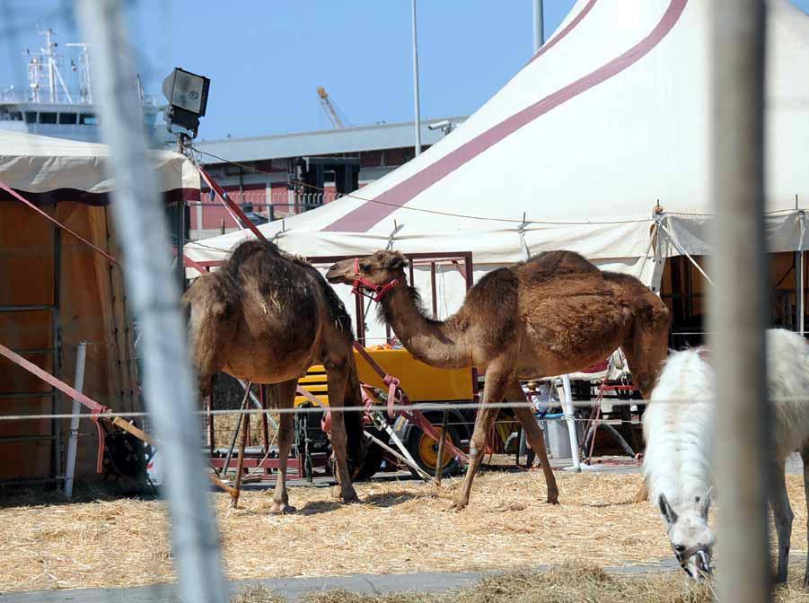 «Circo e animali, tutto nelle regole» 