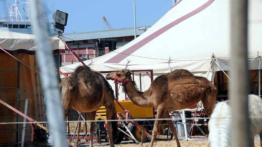 «Circo e animali, tutto nelle regole»