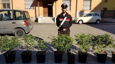 Con la marijuana in soggiorno, arrestato