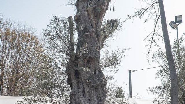 Da Salvaterra alla Puglia, il viaggio dell’ulivo millenario