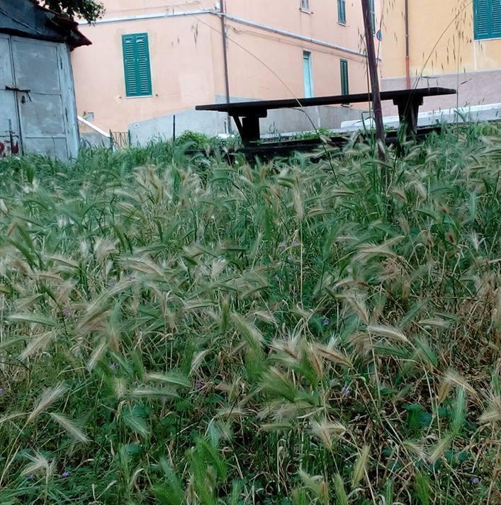 Sommersi dall’erba alta Il sindaco: «Ripuliamo»