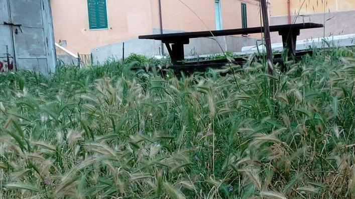 Sommersi dall’erba alta Il sindaco: «Ripuliamo»