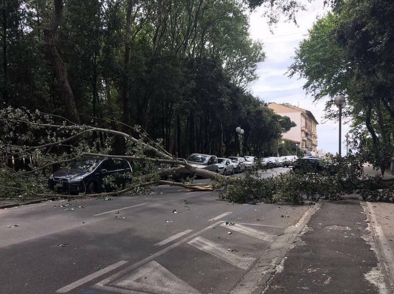 Cade un albero in via Marco Polo 