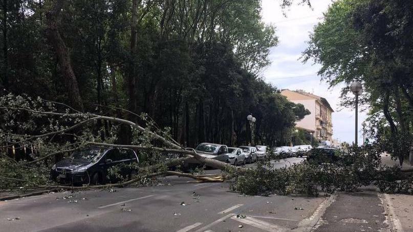 Cade un albero in via Marco Polo