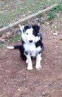 Rubati due cani in via Montevaso