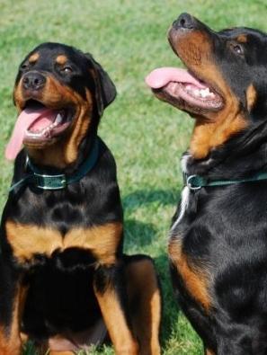 Cani maltrattati, scattano 17 multe 