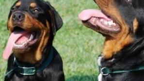 Cani maltrattati, scattano 17 multe