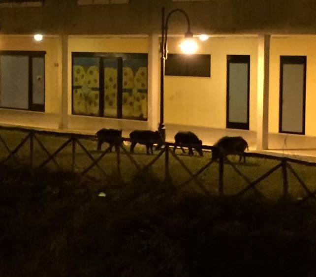 Ancora cinghiali al Pozzarello