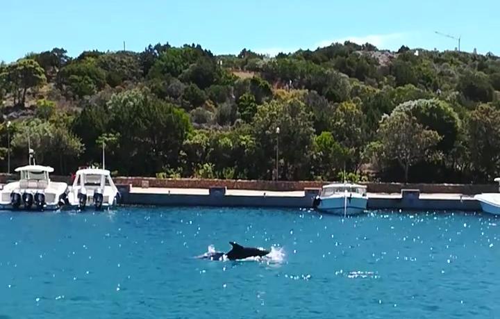 Porto Cervo, la danza dei delfini tra gli yacht