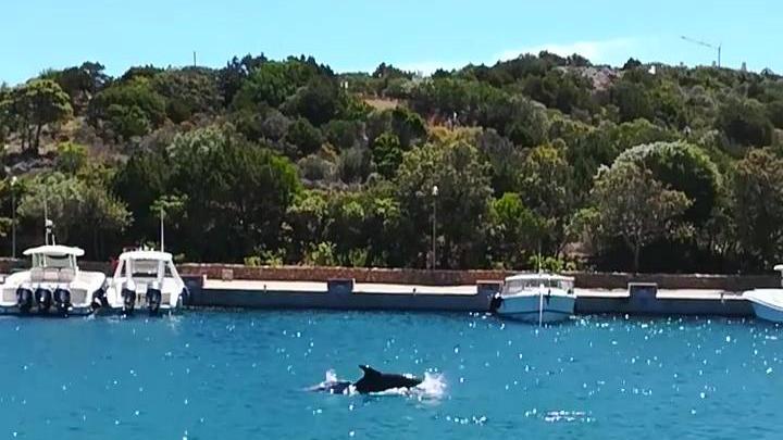 Porto Cervo, la danza dei delfini tra gli yacht