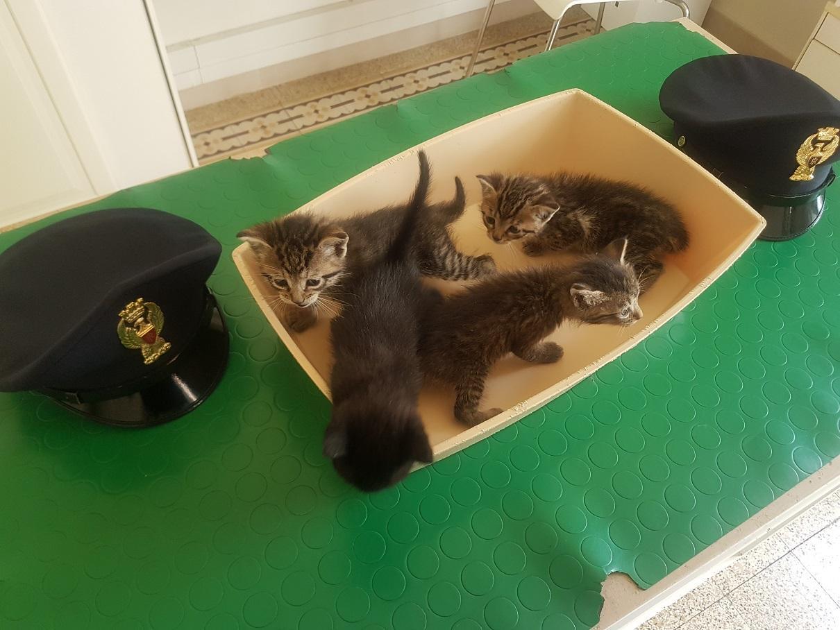 La polizia salva i gattini abbandonati in autostrada