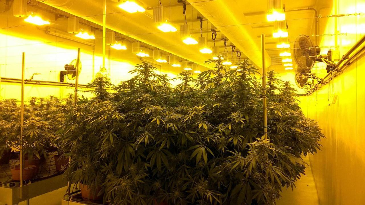 Le piante di cannabis coltivate nell'istituto farmaceutico militare di Firenze
