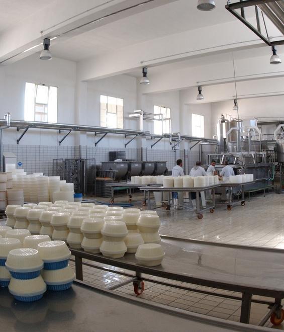 Caseifici aperti viaggio alla scoperta del pecorino romano 