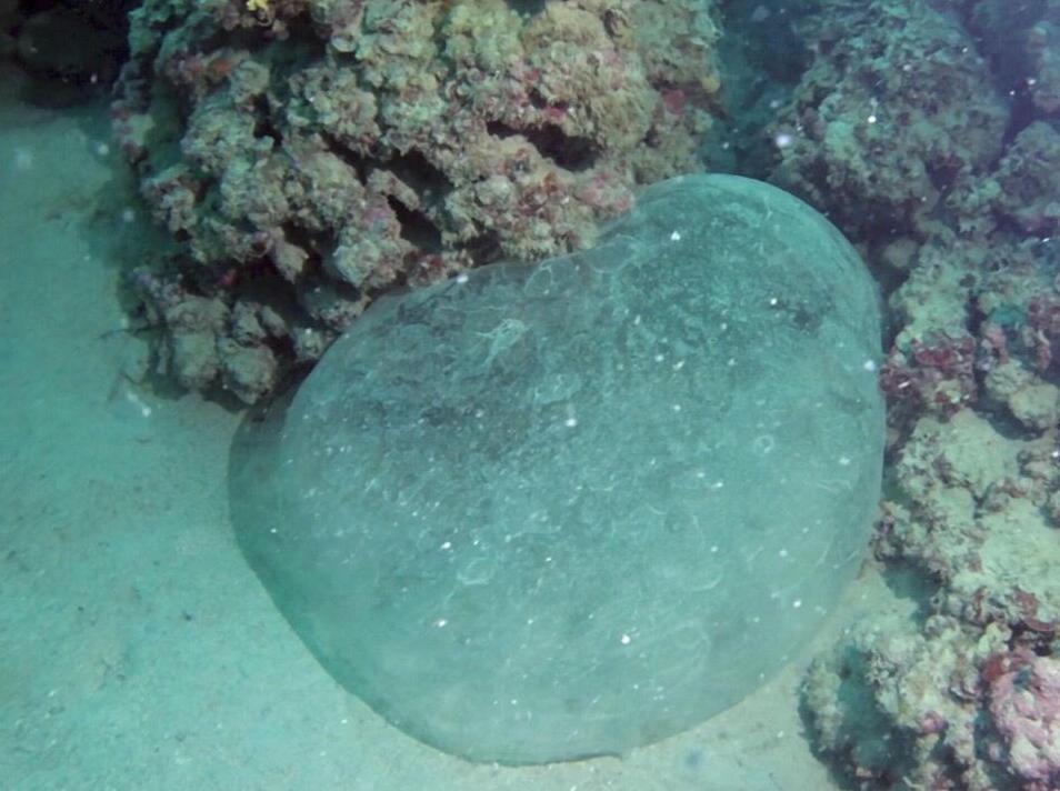 Il mistero del maxi-uovo di calamaro, ecco l’ipotesi del biologo 