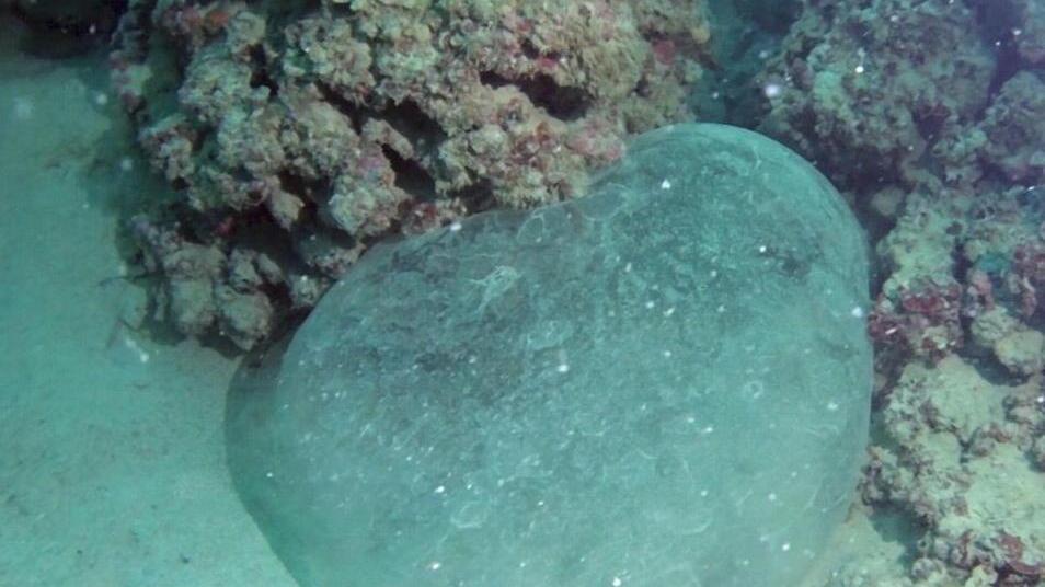 Il mistero del maxi-uovo di calamaro, ecco l’ipotesi del biologo