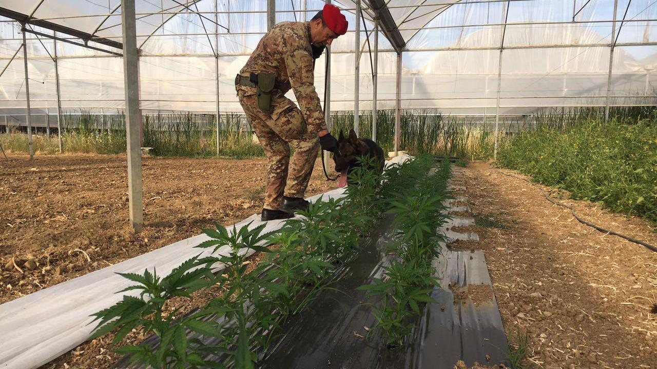 La serra con la coltivazione di marijuana scoperta a Sardara