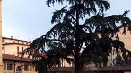 Torna l’Open Day della Misericordia di Pistoia
