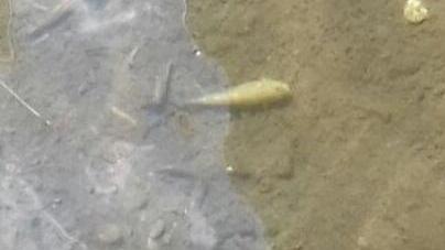 Allarme a Bussotto, morìa di pesci nel torrente Bure