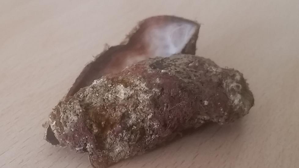 Una morìa senza spiegazioni