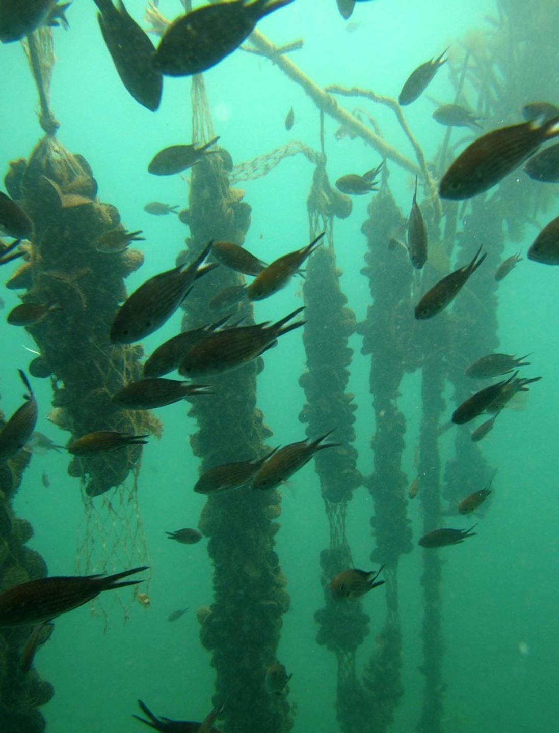 Cozze coltivate nel Golfo È la prima volta sulla costa 