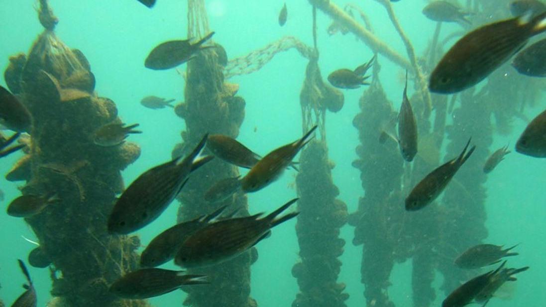 Cozze coltivate nel Golfo È la prima volta sulla costa
