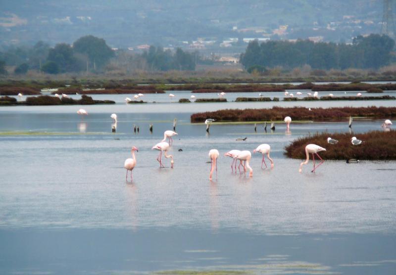 Cagliari, Agus: "Dopo la vicenda Fluorsid si discuta della tutela di Santa Gilla"