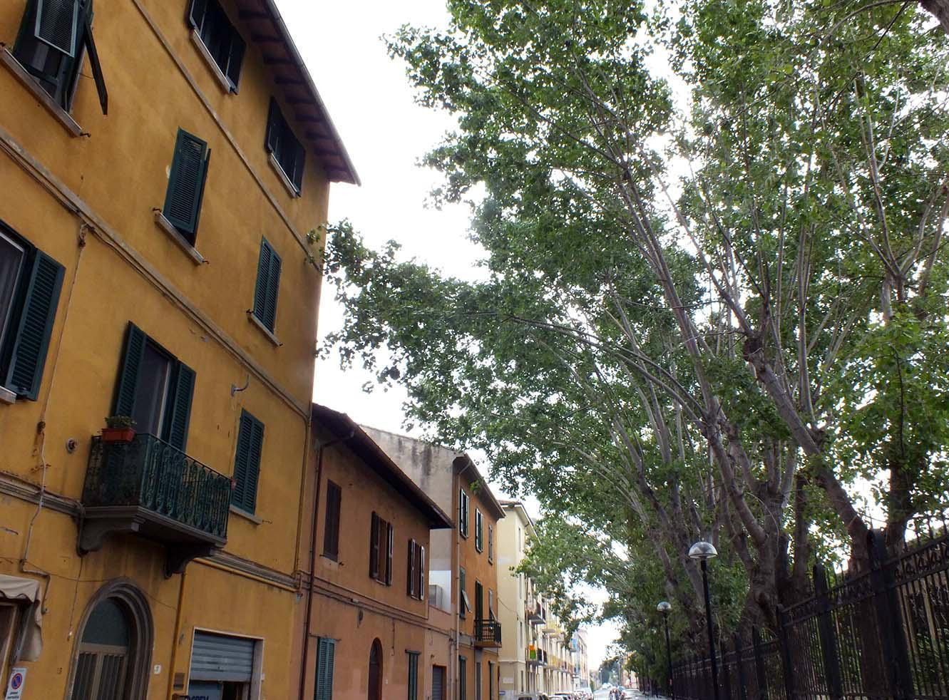 Lunedì si potano i rami in via Gori 