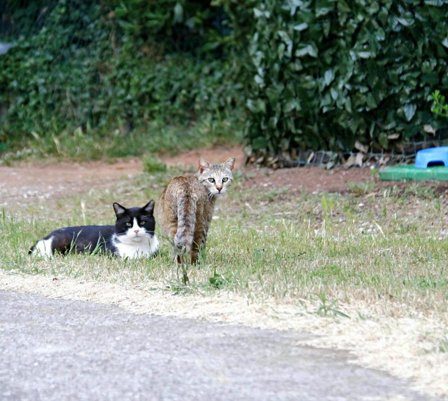 «Sporco, degrado e topi», Banditella contro le gattare  
