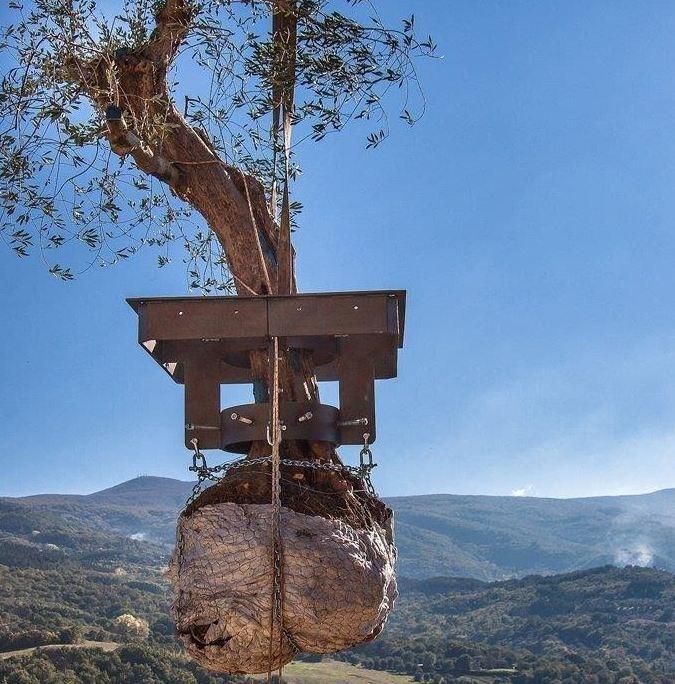 L’olivo di Seggiano avrà “voce” 