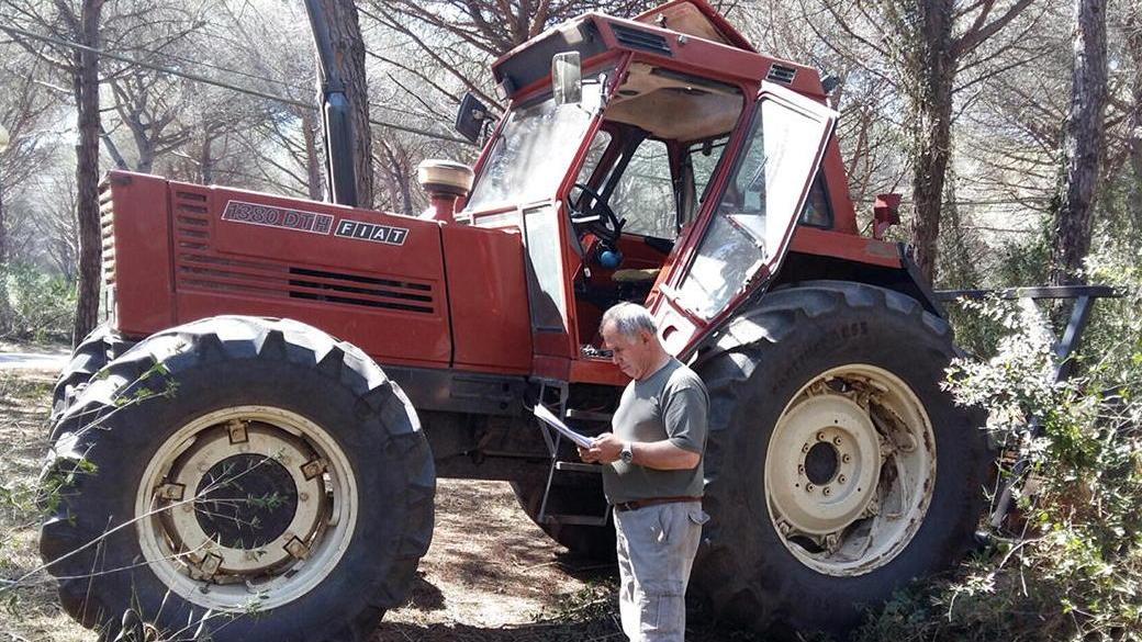 Pineta a rischio, corsa contro il tempo