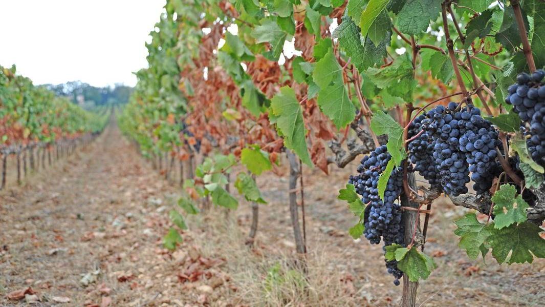 Vino Ornellaia: ecco il piano B contro i cambiamenti climatici
