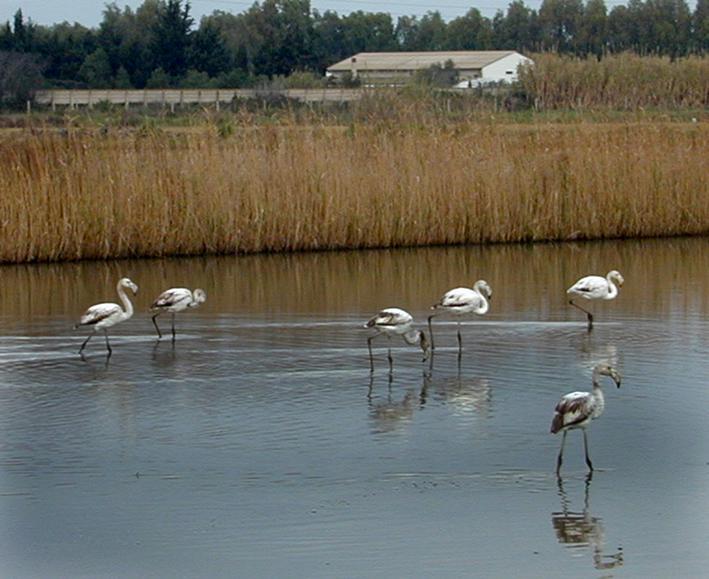 Fenicotteri in una risaia