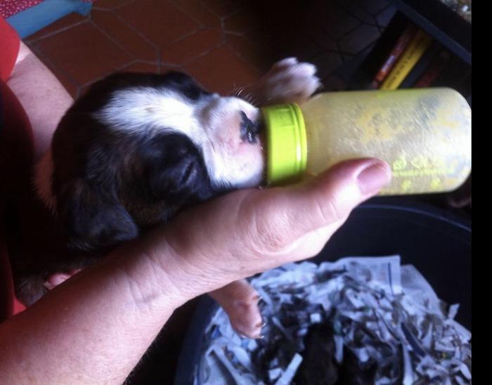 Uno dei due bellissimi cuccioli di boxer 