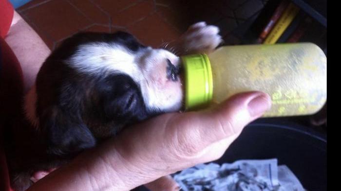 Uno dei due bellissimi cuccioli di boxer