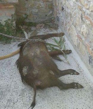 Cinghiale precipita nel pozzo e annega