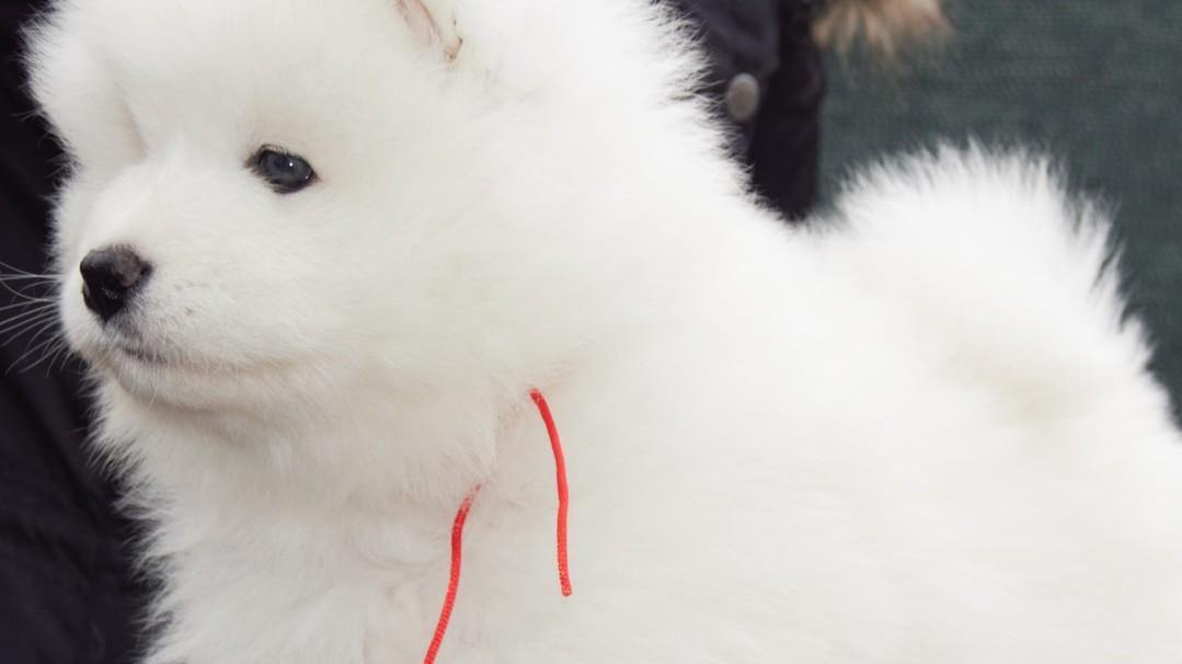 L’esposizione dei cani si rinnova