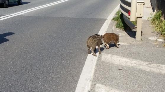 Cinghiali lungo la strada sul Romito a Livorno