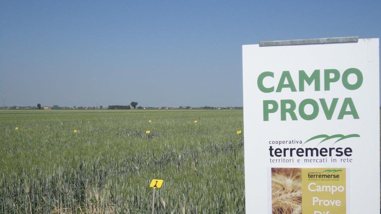 Settore carni e pomodoro gli obiettivi di Terremerse