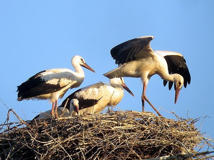 Giovani cicogne bianche nel nido di Quarrata (foto di Enrico Zarri)