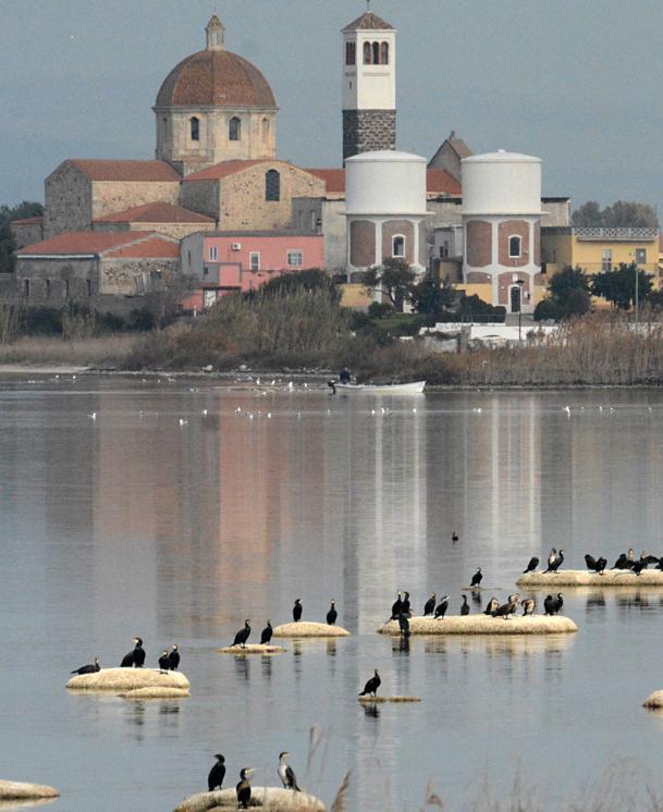 I cormorani incubo dei pescatori: ipotesi doppiette per abbatterli, il no degli ambientalisti