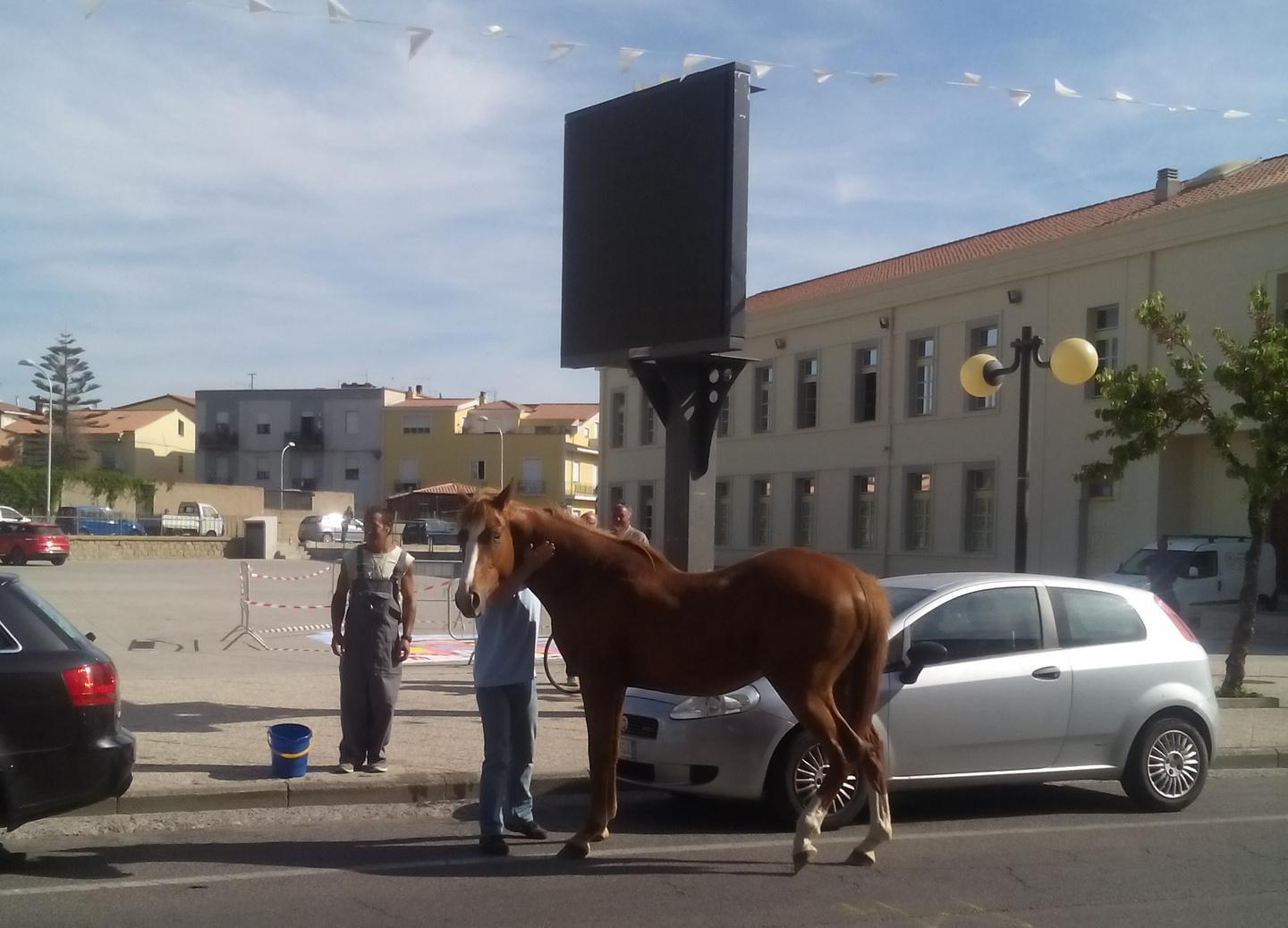 Un cavallo a spasso in viale Virgilio