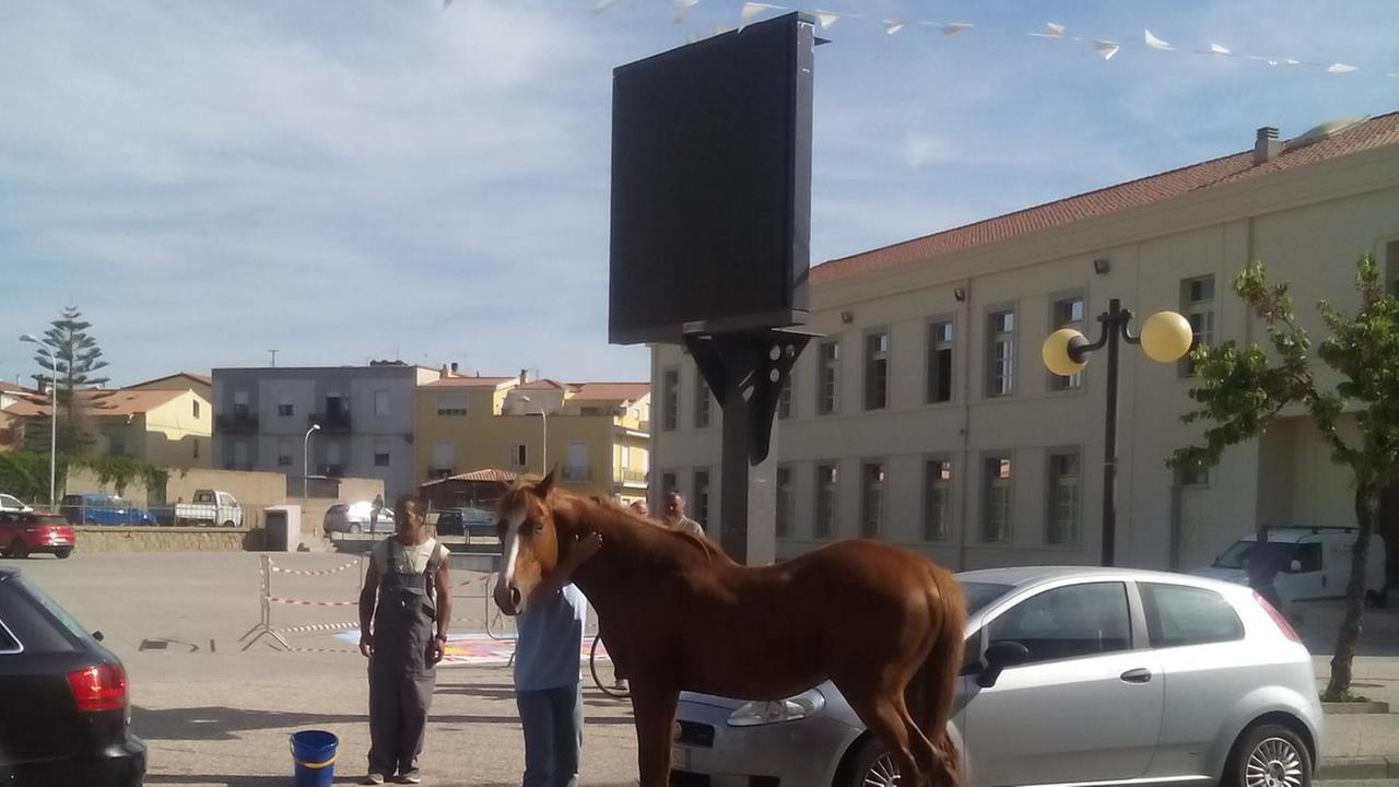 Un cavallo a spasso in viale Virgilio