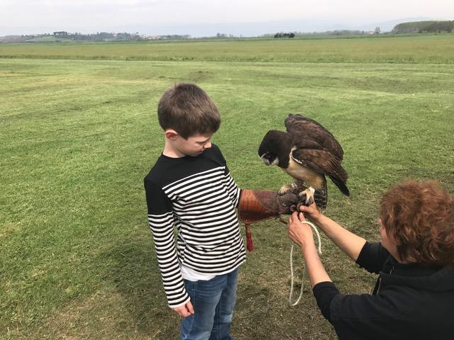 Giornata dedicata alla falconeria al Castello dell'Imperatore di Prato