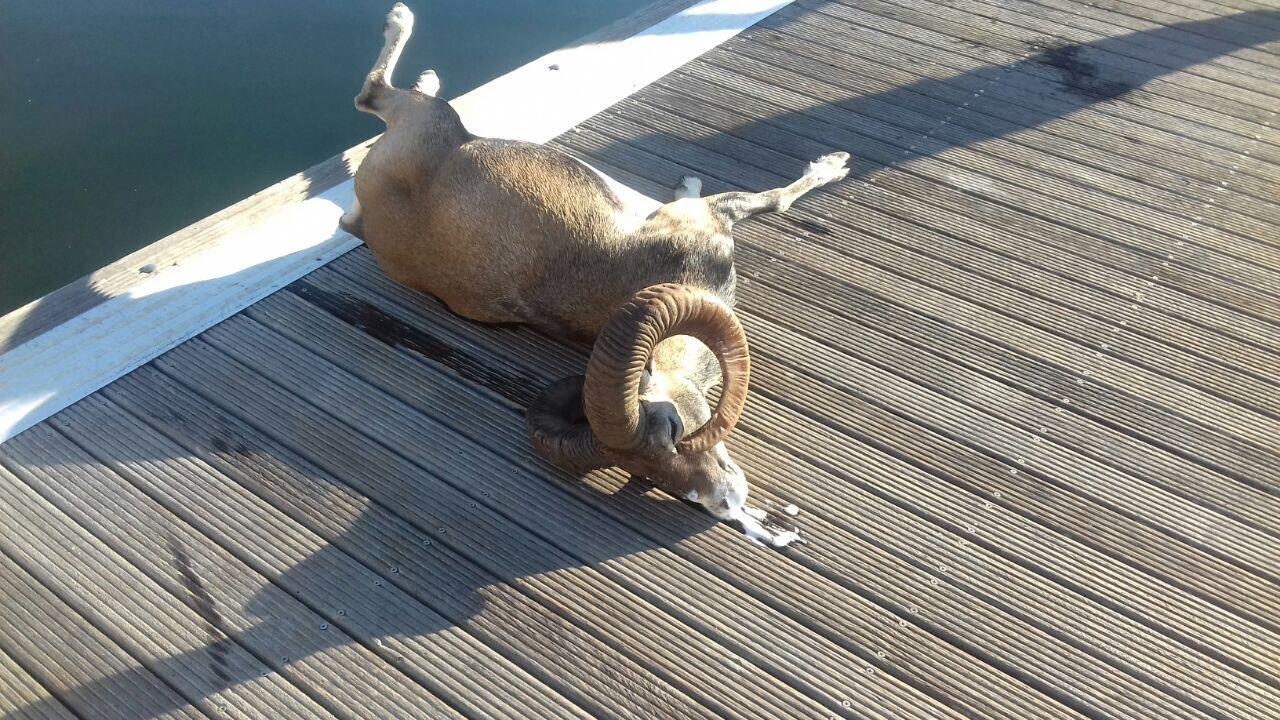 Il muflone adagiato sulla banchina della Lega Navale