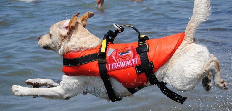 Cani da salvataggio in mare stamani una dimostrazione