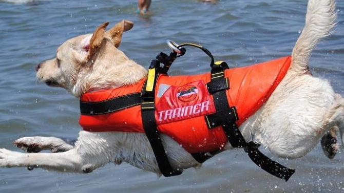 Cani da salvataggio in mare stamani una dimostrazione