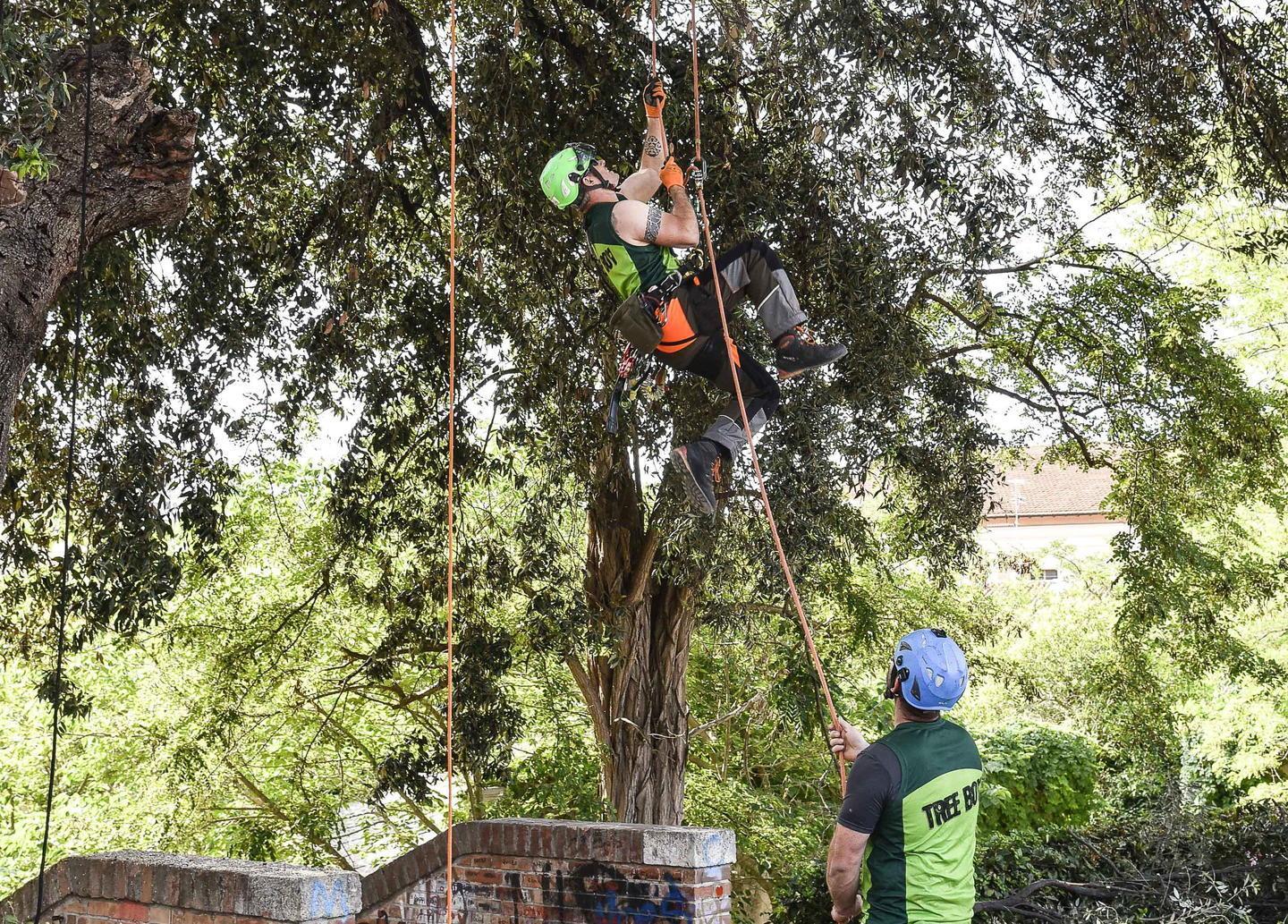 Lezioni di potatura dal custode degli alberi 