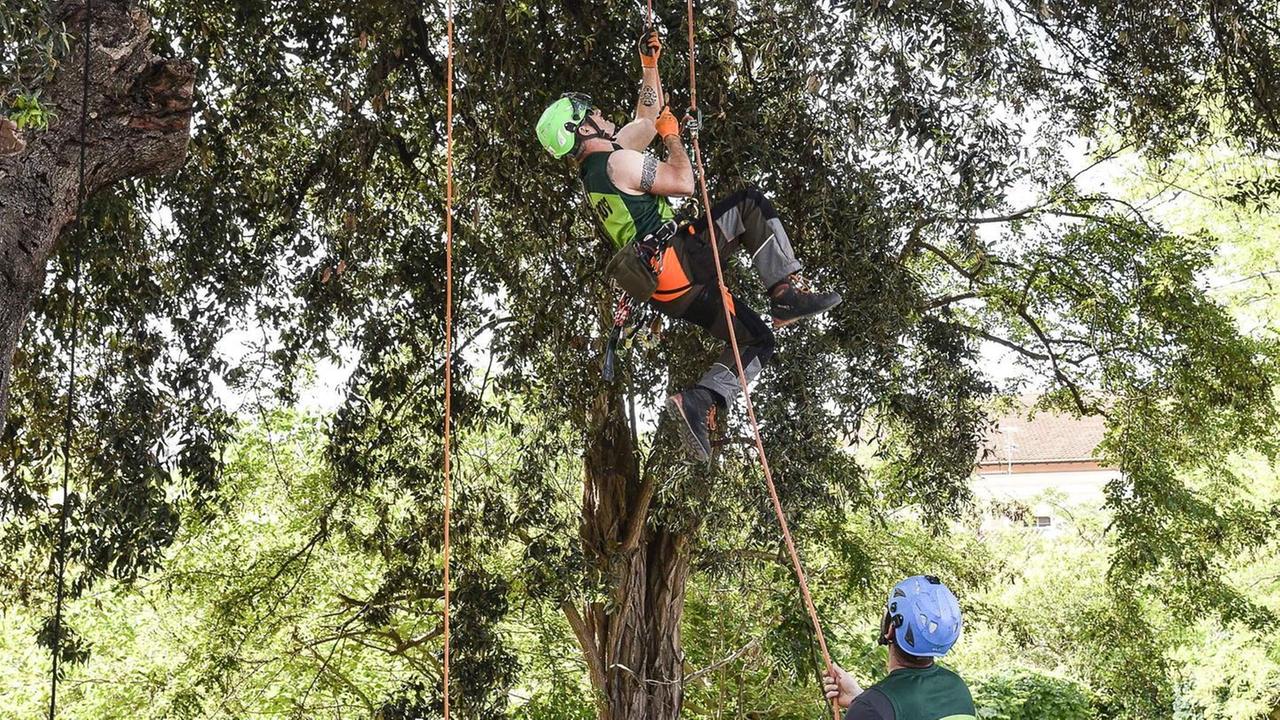 Lezioni di potatura dal custode degli alberi