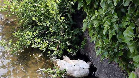 Oca morta nel Brugiano: puzza e bambini impauriti